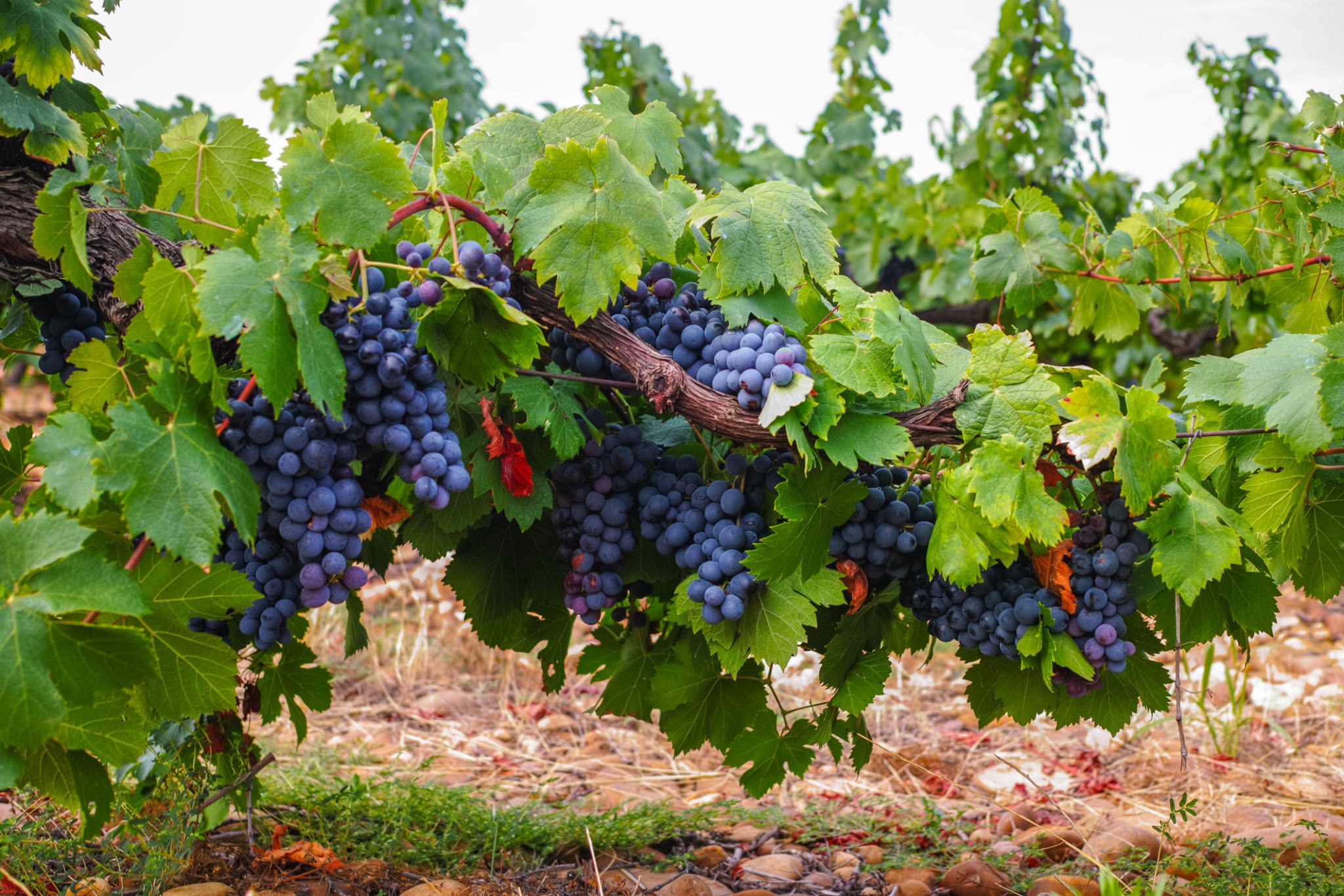 Vineyard at golden hour
